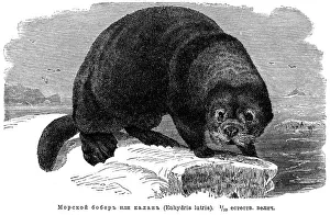 <b class=qtipBold><figcaption>Sea otter (Enhydra lutris)</figcaption></b><br>illustration was published in 1886 aPittoresque'<br><em>© This content is subject to copyright.</em> Sea otter (Enhydra lutris)