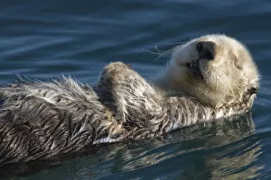 Images Dated 14th December 2007: Sea Otter (Enhydra lutris) Sleeping