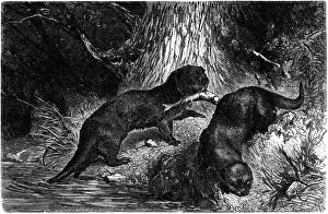 <b class=qtipBold><figcaption>Sea otter (Lutra lutra)</figcaption></b><br>illustration was published in 1886 aPittoresque'<br><em>© This content is subject to copyright.</em> Sea otter (Lutra lutra)