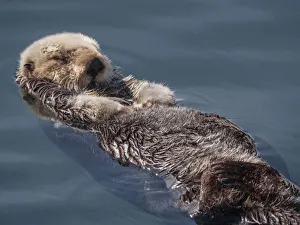 sea otter, otter, sleeping, floating, animal wildlife, close up, endangered species sea otter, otter, sleeping, floating, animal wildlife, close up, endangered species