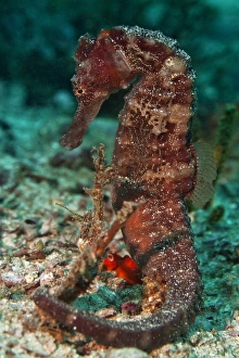 Sea Pony -Hippocampus fuscus-, Gulf of Oman, Oman Sea Pony -Hippocampus fuscus-, Gulf of Oman, Oman