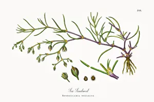Sea Sandwort, Spergularia neglecta, Victorian Botanical Illustration, 1863 Sea Sandwort, Spergularia neglecta, Victorian Botanical Illustration, 1863