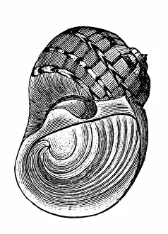 Sea shell (Naticarius canrena)