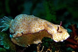 Sea Slug -Risbecia pulchella-, Gulf of Oman, Oman Sea Slug -Risbecia pulchella-, Gulf of Oman, Oman