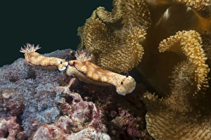 Sea Slugs -Risbecia pulchella-, Gulf of Oman, Oman Sea Slugs -Risbecia pulchella-, Gulf of Oman, Oman