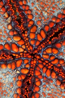 <b class=qtipBold><figcaption>Sea star</figcaption></b><br>Back side of sea star. Underwater close-up. Cambodia<br><em>© Andrey Narchuk</em> Sea star