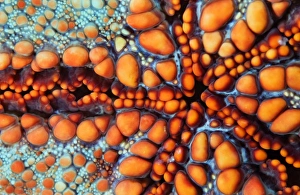<b class=qtipBold><figcaption>Sea star</figcaption></b><br>Back side of sea star.Underwater close-up. Cambodia<br><em>© Andrey Narchuk</em> Sea star