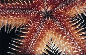 <b class=qtipBold><figcaption>Sea Star</figcaption></b><br>Jeff Rotman Underwater Photography, a0106-000122 Sea Star