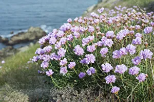 Sea thrift or Sea Pink -Armeria maritima- above the sea, Cape Pointe de Corsen Sea thrift or Sea Pink -Armeria maritima- above the sea, Cape Pointe de Corsen
