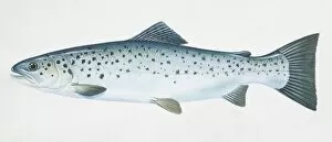 Images Dated 9th March 2006: Sea Trout, Salmo trutta, side view