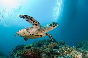 <b class=qtipBold><figcaption>Sea turtle near coral reef</figcaption></b><br>Sea turtle near coral reef, Similan island, Thailand.<br><em>© Andrey Narchuk</em> Sea turtle near coral reef
