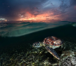 <b class=qtipBold><figcaption>Sea turtle at sunset</figcaption></b><br>Sea turtle at shallow in sunset.<br><em>© www.narchuk.com</em> Sea turtle at sunset