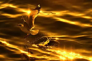 Images Dated 12th December 2010: A seagull in golden tone