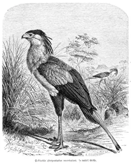 Magical world illustration/palmer illustrated collection/secretary bird engraving 1892 Magical world illustration/palmer illustrated collection/secretary bird engraving 1892