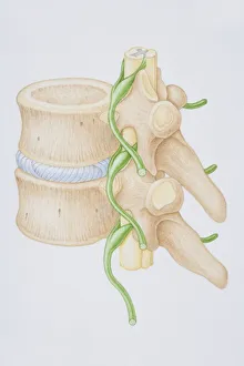 Section diagram depicting the human vertebral column, spinal nerve, spinal cord and vertebra of the delicate spina Section diagram depicting the human vertebral column, spinal nerve, spinal cord and vertebra of the delicate spina
