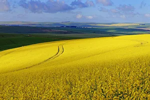 A section of a farm with sunlit canola and wheat fields with the tracks of a harvester A section of a farm with sunlit canola and wheat fields with the tracks of a harvester
