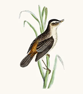 <b class=qtipBold><figcaption>Sedge warbler</figcaption></b><br>A photograph of an original hand-colored engraving from The History of British Birds by Morris published in 1853-1891.<br><em>© mashuk</em> Sedge warbler