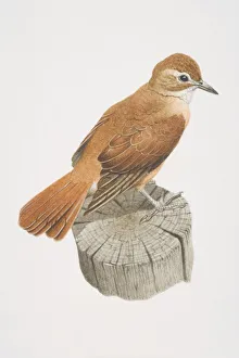 Seiurus aurocapillus, Ovenbird perched on tree stump Seiurus aurocapillus, Ovenbird perched on tree stump