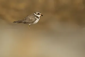 <b class=qtipBold><figcaption>Semipalmated Plover</figcaption></b><br>A semipalmated plover walks along a rocky outcropping in Point Reyes National Seashore, California.<br><em>© 2016 Chase Dekker Wild-Life Images</em> Semipalmated Plover