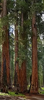 Sequoiadendron Giganteum Gallery: The Senate, a group of gigantic giant sequoia trees -Sequoiadendron giganteum