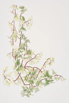 Senecio macroglossus Variegatus, Cape Ivy or Natal Ivy or Wax Vine Senecio macroglossus Variegatus, Cape Ivy or Natal Ivy or Wax Vine