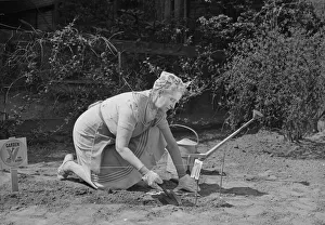 Senior woman digging in garden Senior woman digging in garden