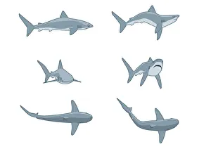 Sequence of digital illustrations showing threat postures of Grey Reef Shark (Carcharhinus amblyrhynchos) Sequence of digital illustrations showing threat postures of Grey Reef Shark (Carcharhinus amblyrhynchos)