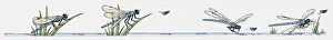 Sequence of illustration of Dragonfly hunting insect Sequence of illustration of Dragonfly hunting insect