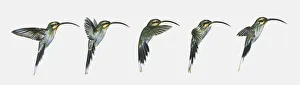 Sequence of illustrations of hovering Long-billed Hermit (Phaethornis longirostris Sequence of illustrations of hovering Long-billed Hermit (Phaethornis longirostris