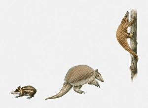 Sequence of illustrations of Lowland Streaked Tenrec (Hemicentetes semispinosus) Sequence of illustrations of Lowland Streaked Tenrec (Hemicentetes semispinosus)