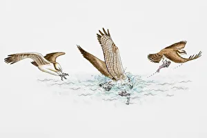 Sequence of illustrations of Osprey (Pandion haliaetus) plunging feet first into water Sequence of illustrations of Osprey (Pandion haliaetus) plunging feet first into water