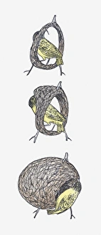 Sequence of illustrations showing Black-headed Weaver (Ploceus melanocephalus) making nest Sequence of illustrations showing Black-headed Weaver (Ploceus melanocephalus) making nest