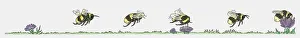 Sequence of illustrations showing bumblebee flying toward flower and collecting pollen Sequence of illustrations showing bumblebee flying toward flower and collecting pollen