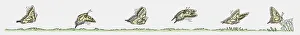 Sequence of illustrations showing butterfly in flight and landing Sequence of illustrations showing butterfly in flight and landing