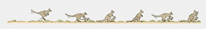Sequence of illustrations showing kangaroos and Joeys on the move Sequence of illustrations showing kangaroos and Joeys on the move