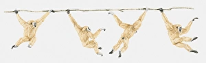 Sequence of illustrations showing Lar Gibbon or White-handed Gibbon (Hylobates lar Sequence of illustrations showing Lar Gibbon or White-handed Gibbon (Hylobates lar