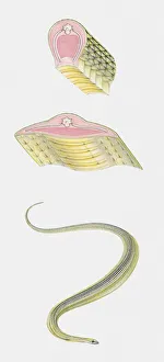 Sequence of illustrations showing Paradise Tree Snake (Chrysopelea paradisi Sequence of illustrations showing Paradise Tree Snake (Chrysopelea paradisi