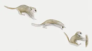 Sequence of illustrations of Sugar Glider (Petaurus breviceps Sequence of illustrations of Sugar Glider (Petaurus breviceps