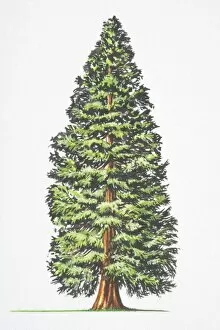 Sequoiadendron Giganteum Gallery: Sequoiadendron giganteum, Big Tree, Giant Redwood, Sierra Redwood, Wellingtonia