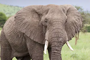 <b class=qtipBold><figcaption>serengeti national park</figcaption></b><br>elephant in serengeti national park<br><em>© Luis Davilla</em> serengeti national park