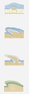 Series of cross section illustrations showing development of shark and snake scales Series of cross section illustrations showing development of shark and snake scales