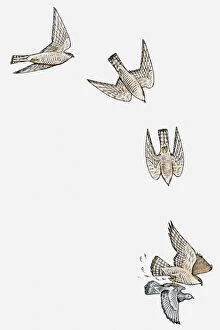 Series of illustrations showing Sparrowhawk (Accipiter nisus) diving and swooping to catch pigeon