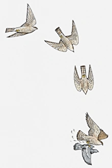 Series of illustrations showing Sparrowhawk (Accipiter nisus) diving and swooping to catch pigeon Series of illustrations showing Sparrowhawk (Accipiter nisus) diving and swooping to catch pigeon