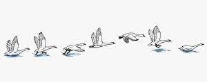 Series of illustrations showing Swan preparing to fly from water, flying Series of illustrations showing Swan preparing to fly from water, flying