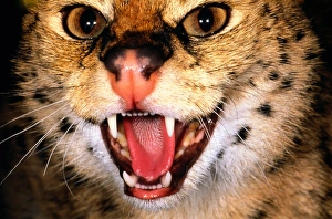 Serval (Felis serval) with mouth open, close-up, Kenya Serval (Felis serval) with mouth open, close-up, Kenya