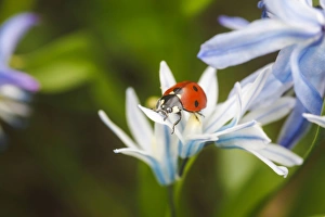 Seven-spot Ladybird -Coccinella septempunctata- in a garden, Stuttgart, Baden-Wurttemberg Seven-spot Ladybird -Coccinella septempunctata- in a garden, Stuttgart, Baden-Wurttemberg
