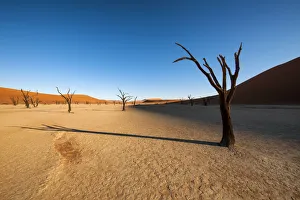 Shadows from the dead Acacia trees fall onto the ancient textured clay surface of Shadows from the dead Acacia trees fall onto the ancient textured clay surface of
