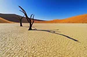 Shadows from the dead Camel thorn Acacia trees fall onto the ancient clay surface of Shadows from the dead Camel thorn Acacia trees fall onto the ancient clay surface of