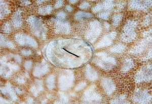 <b class=qtipBold><figcaption>Shark eye</figcaption></b><br>Andrey Narchuk Photography, 508500489<br><em>© Andrey Narchuk</em> Shark eye