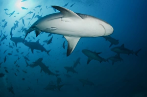 <b class=qtipBold><figcaption>Sharks diving in water</figcaption></b><br>Sharks diving in water.<br><em>© Andrey Narchuk www.narchuk.com</em> Sharks diving in water